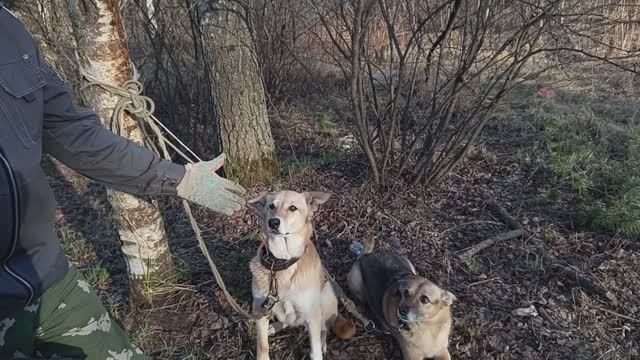 Собачки на субботнике 25 апреля 2026 года