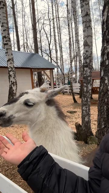 гуляю в выходной и кормлю животных морковью выходной от такси