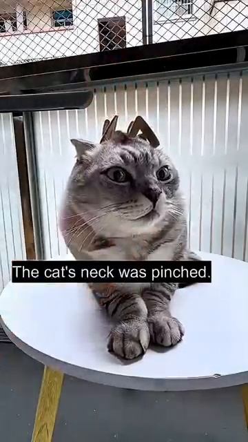 Коты и стрижка когтей