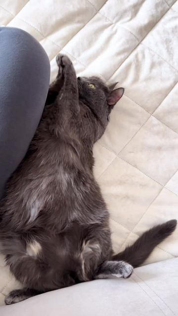 Эксперт по базовому доверию — учитесь.   #ЛёРАНС #ЛевПопов #психолог #кошки #доверие