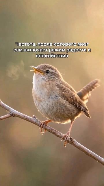 Эта частота успокаивает нервную систему.