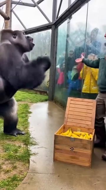 горилла получает ящик с бананами и от радости бьёт себя в грудь. #горилла #бананы #зоопарк