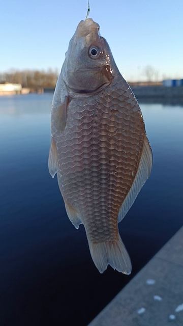 сонный карась