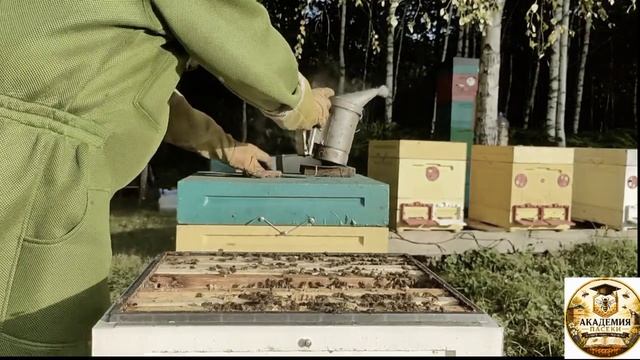 Осеннее роение пчёл миф или реальность