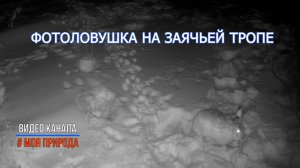 Фотоловушка на заячьей тропе