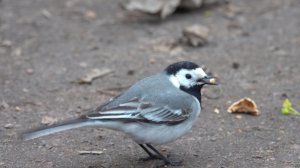 О птичках. Зарисовка