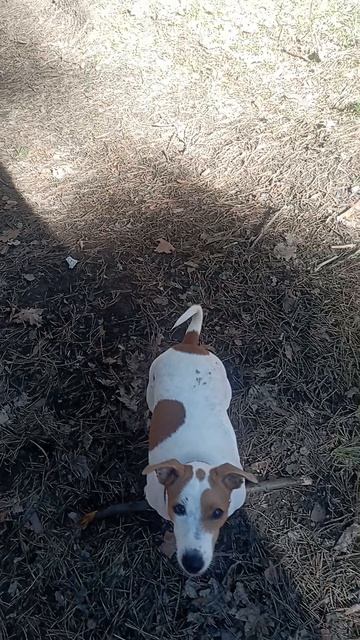 Веселуха Патти у Бетти!Бег с полосой препятствий