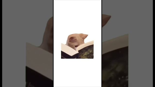 Котята объясняют. Сборник видео (часть 2 )