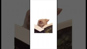 Котята объясняют. Сборник видео (часть 2 )