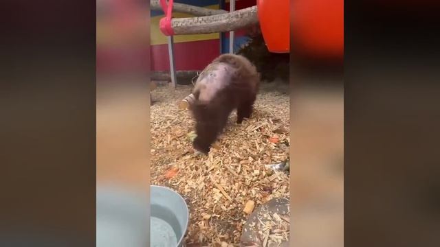 Видео от Департамент Вирусного Контента | ДВК