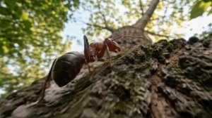 Большой муравей ползёт по дереву и улетает на самолёте