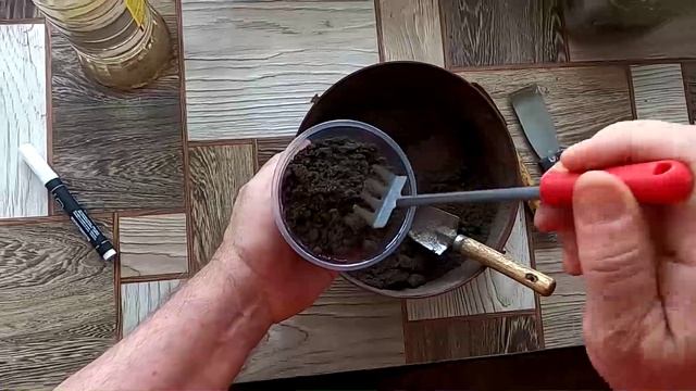 Посев клематиса на рассаду