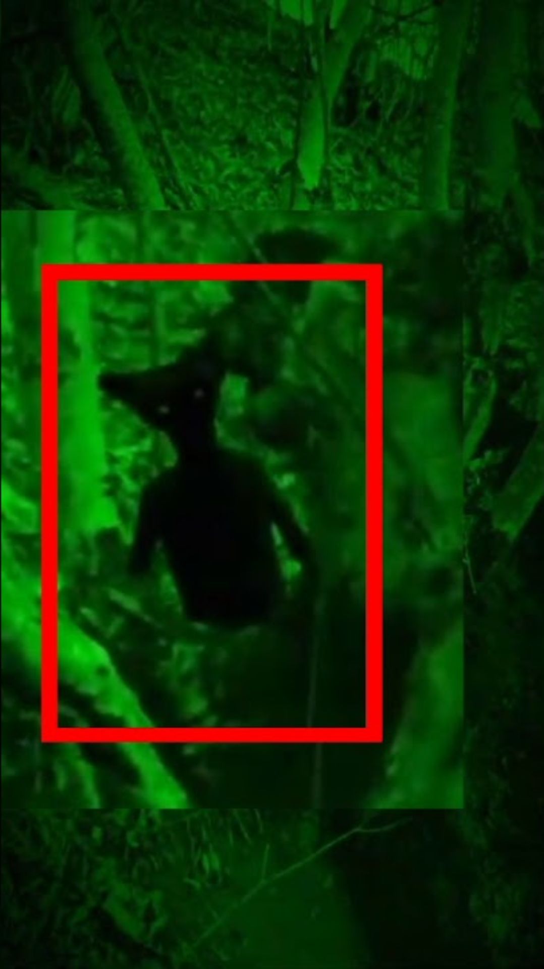 Загадочное существо похожий на Голлум попало в кадр. Страшные видео