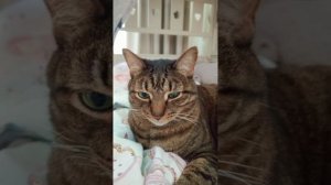 важное сообщение от котиков! не пропусти!