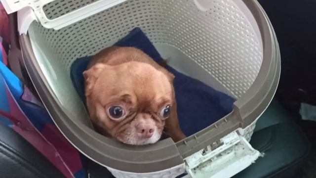 Христофер видео без вспышки #маримистик #чихуахуа +79215950848