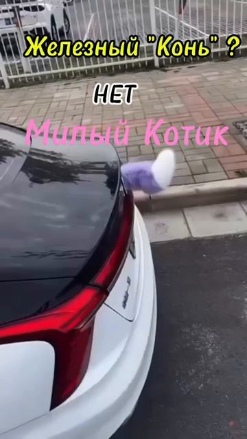 Милый Котик