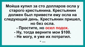 Мойша купил осла! Пикантные, Смешные, Остренькие, Жизненные Анекдоты! Юмор! Смех! Позитив!