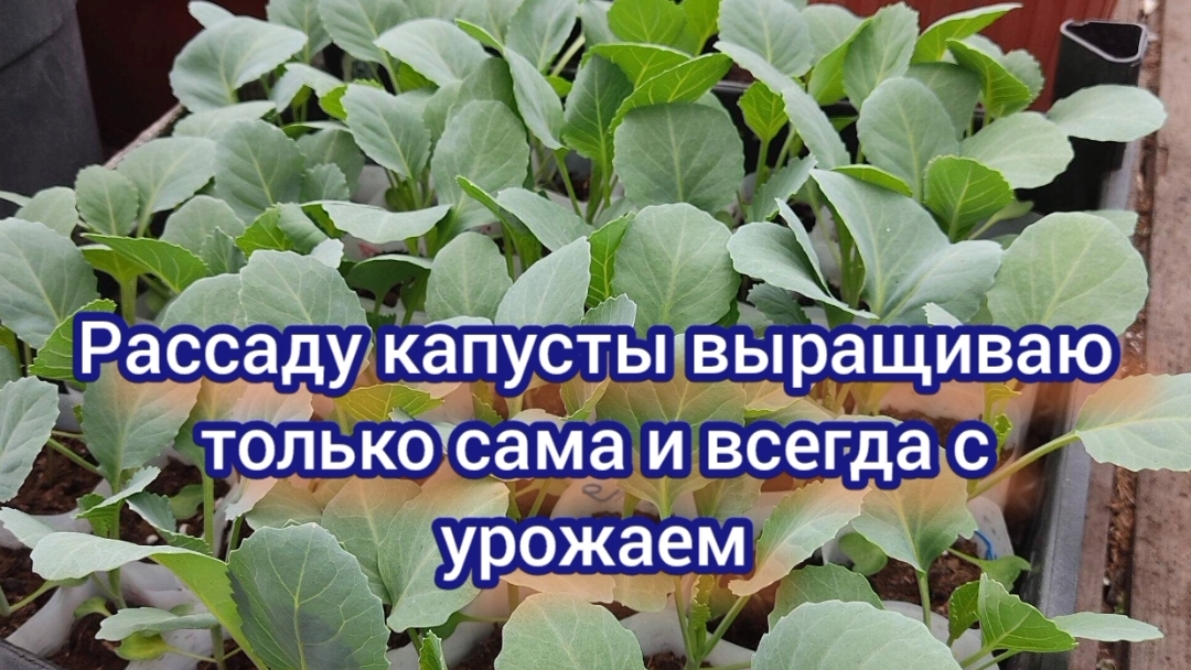 Капуста посеяна, провела подкормки.