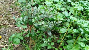 Картошка в рост моей фейхуа)