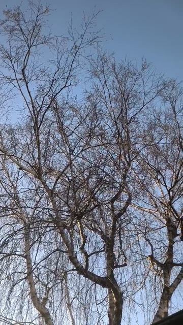 Береза у дома