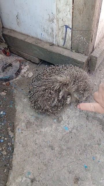 Ежик в спячке