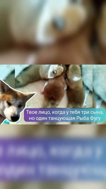 «10‑дневные щенки акиты: видели не-до-собаку, танцующую Ламбаду?!»