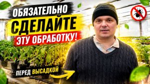 Обработка рассады томатов перед высадкой: защита от болезней.