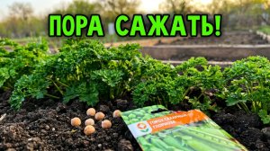 Посадила горох, прополола лук и чеснок