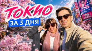 ТОКИО: Сакура, Свиньи и Гарри Поттер