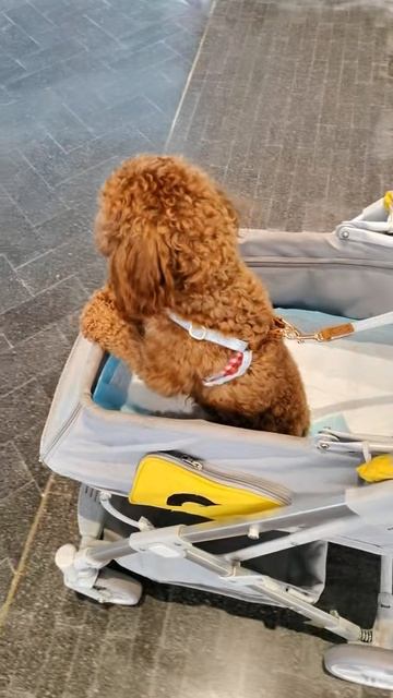 Я еду в машине!