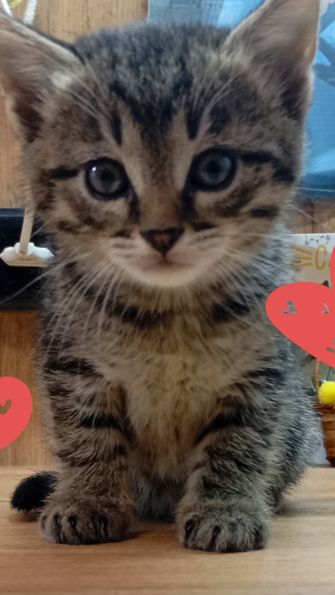 кормим котиков