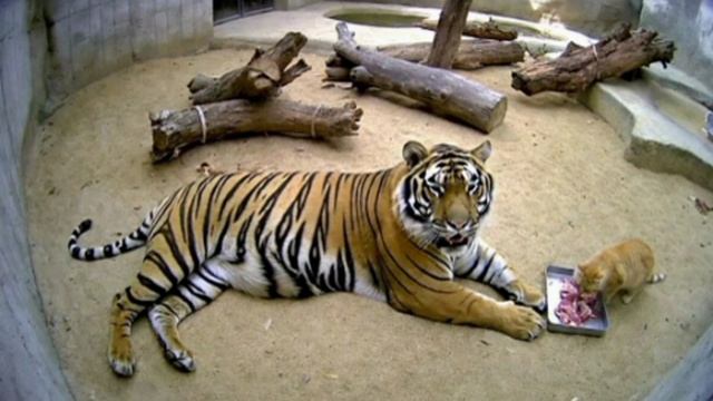 В зоопарке Мексики рыжий кот четыре месяца ворует мясо у бенгальского тигра