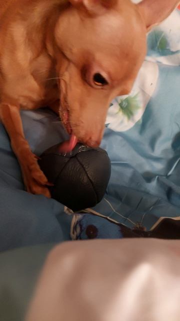 Кожаный мячик для пса