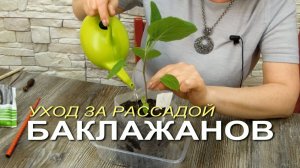 🍆Уход за рассадой БАКЛАЖАНОВ после пикировки!🌿