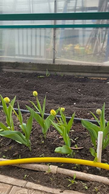 тюльпаны 4 день после подкормки 25 апреля #теплица #дача #садоводничество #огород #уходзатеплицей