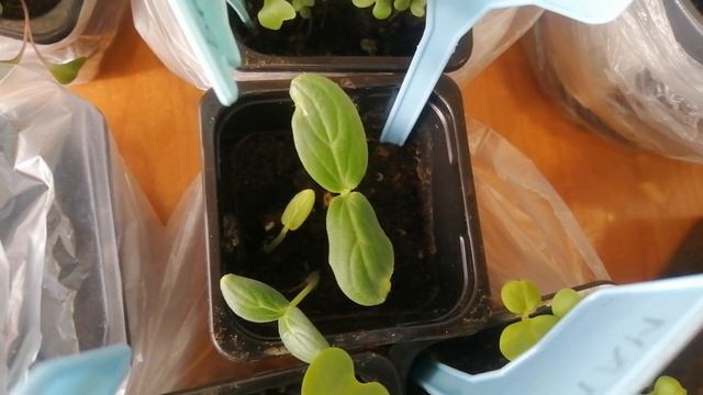 Как растёт капуста и георгины? Когда сеять огурцы на рассаду?