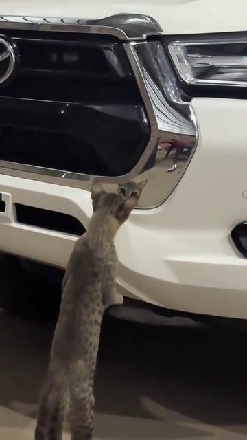 котики увидели себя в зеркало