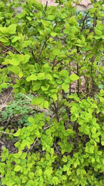 Яркая зелень