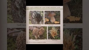 Биология 7 класс. Параграф 22. Общая характеристика грибов.