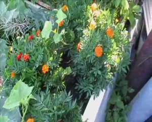 Сеем семена Бархатцев в открытый грунт в Сибири...