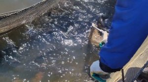 запуск форели