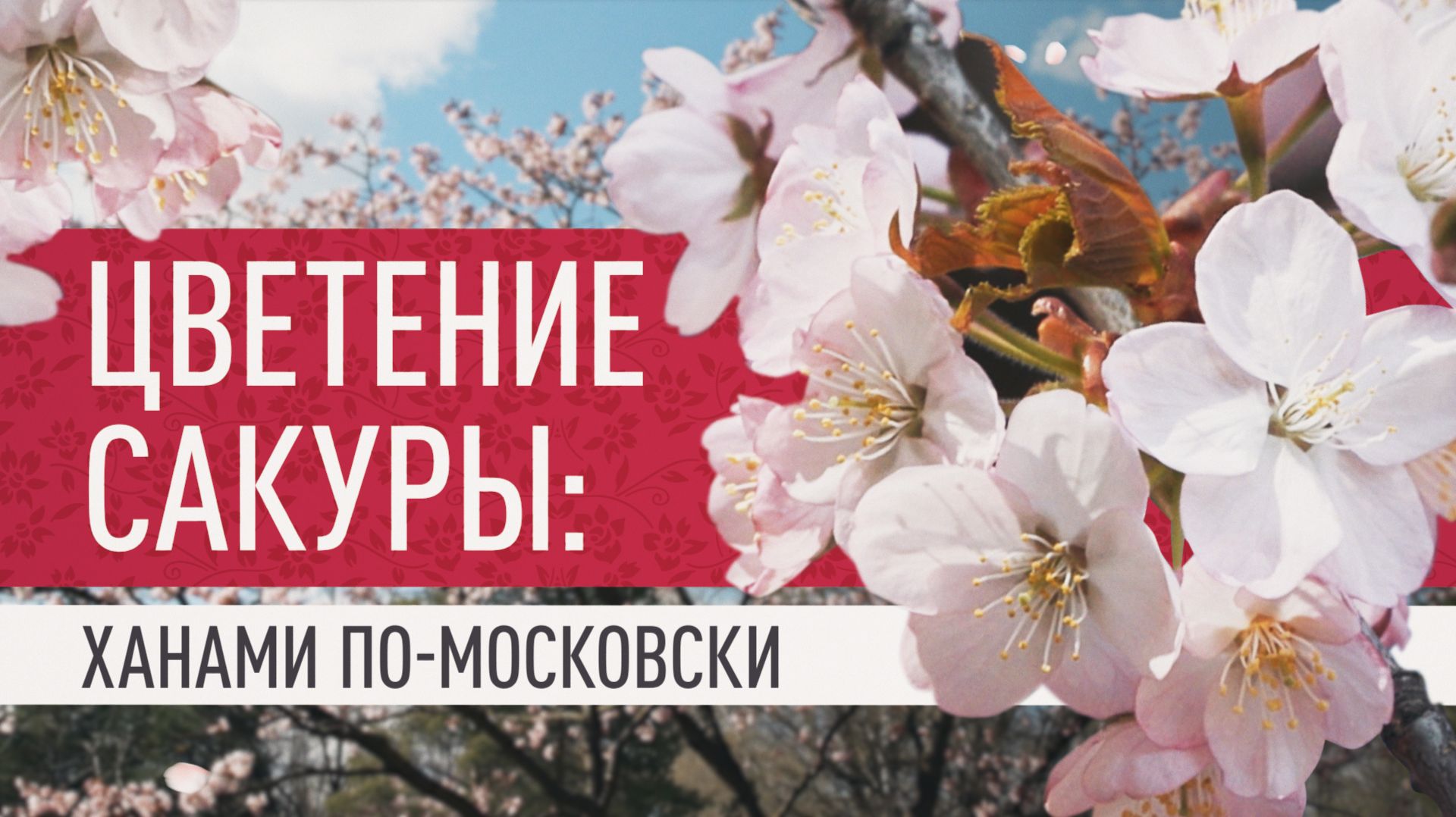 Цветение сакуры: ханами по-московски. Японский сад