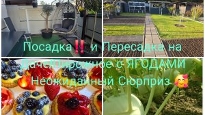 VLOG 🇩🇪 ПЫШНЫЕ ИЗ ТАРТАЛЕКИ С ЯГОДАМИ 🍓🫐/Наша Дача в Германии 🏕 Посадка/Пересадка 🌹ВОТ ЭТО ДА