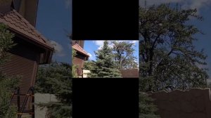 Естественный подход к обрезке хвойных