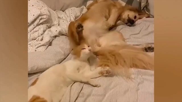 СМЕШНЫЕ КОТЫ 😺 2026 ЛУЧШИЕ ПРИКОЛЫ С КОТАМИ ,КОШКАМИ ,ЖИВОТНЫЕ,СМЕШНЫЕ ВИДЕО