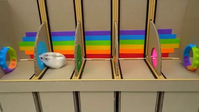 Мультики для детей. Хомяк в лабиринте