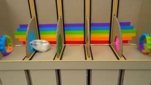 Мультики для детей. Хомяк в лабиринте