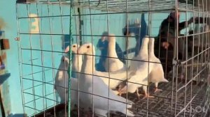 25.04.2026г Ярмарка Сборная на Садоводе!!!