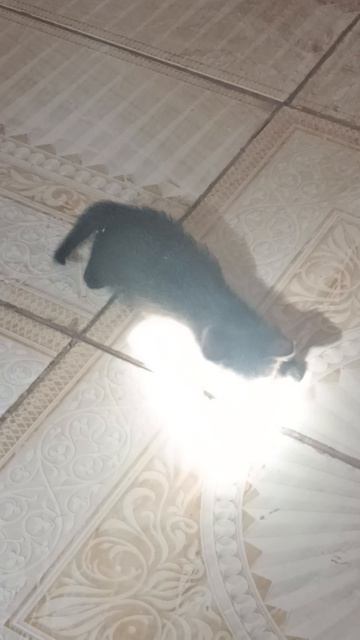 Кузя играет с солнечным зайчиком.mp4