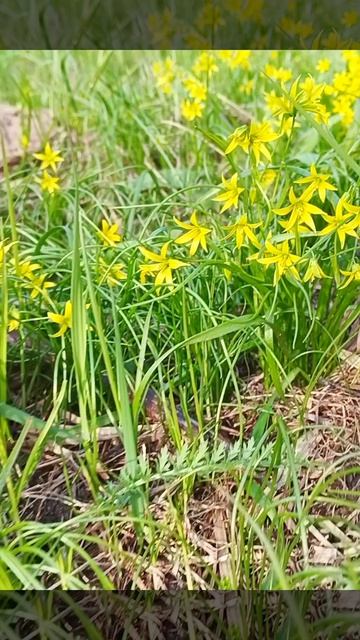 🌿Весна в Подмосковье 🌿25. 04.26🌿